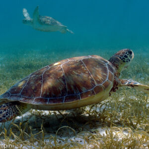Tulum, Aventura con Tortugas