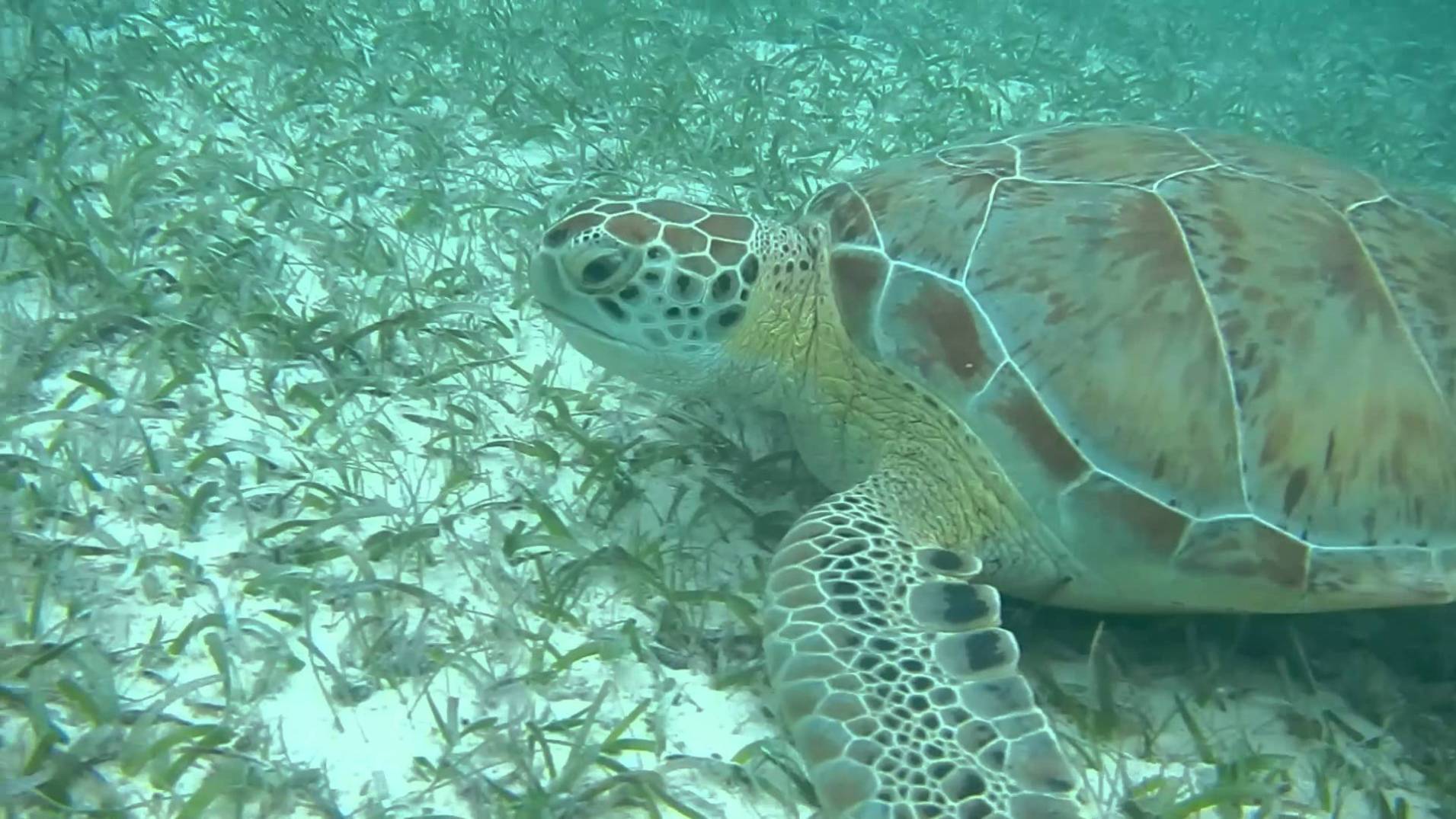 Tulum, Aventura con Tortugas - Image 8