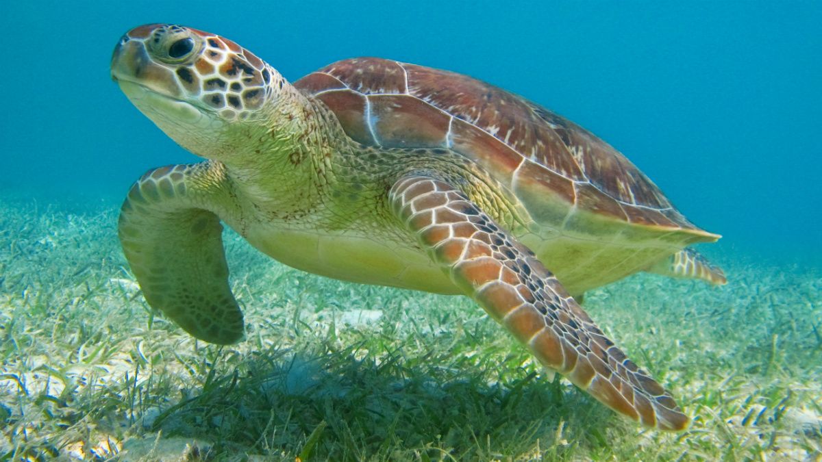 Tulum, Aventura con Tortugas - Image 3